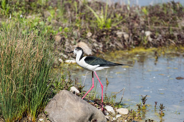 Ritratto di Cavaliere d'Italia (Himantopus himantopus)