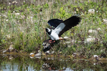 Ritratto di Pavoncella (Vanellus vanellus)