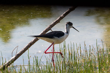 Ritratto di Cavaliere d'Italia (Himantopus himantopus)
