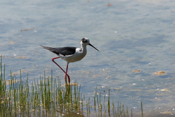 Ritratto di Cavaliere d'Italia (Himantopus himantopus)