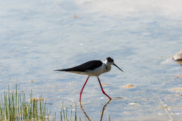 Ritratto di Cavaliere d'Italia (Himantopus himantopus)