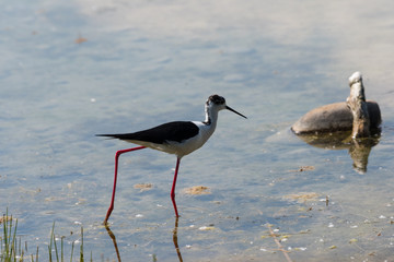 Ritratto di Cavaliere d'Italia (Himantopus himantopus)