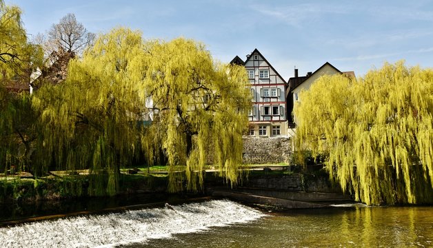 Landscape with weeping willows on the river