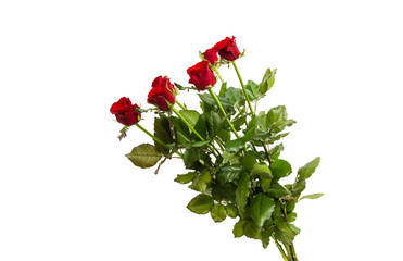 red rose isolated