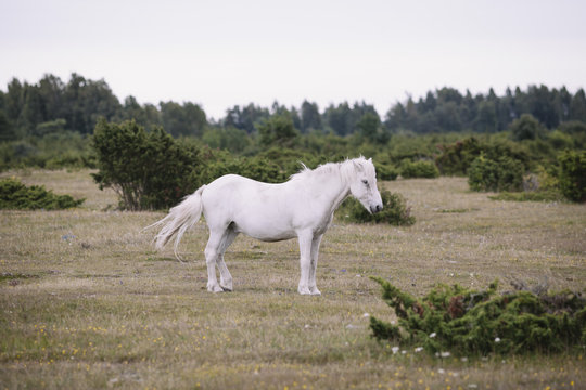 Side view of white horse standing on field against clear sky
