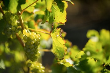 Close up of grapes growing on plant 