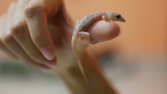 Gecko lizard on the human hand Close-up.