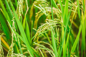 green rice plant agriculture field closeup Jasmine rice seed in Thailand.