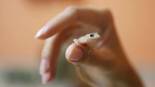 Gecko lizard on the human hand Close-up.
