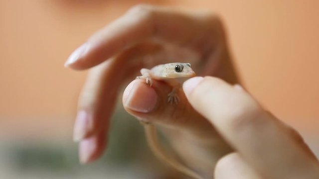 Gecko lizard on the human hand Close-up.