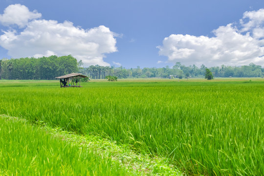 green rice field with blue bsky cloud countryside with farmer hut landscape nature in Asian country