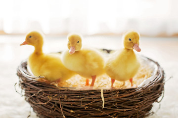 Three little ducklings in a nest, isolated image