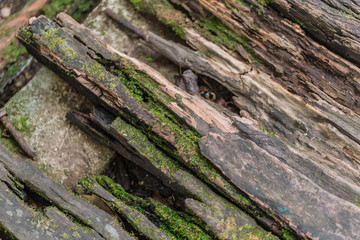 old crack wood in the forest wet and moss background texture detail