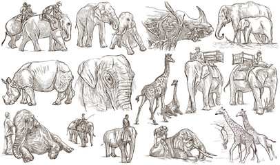 Fototapeta na wymiar Animals around the World. Big and heavy. An hand drawn full sized pack. Line art.
