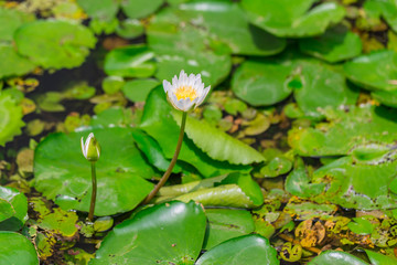 small white lotus water lily with cover of green leaf background in pond at temple in Thailand