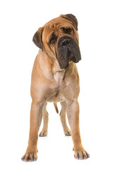 Fototapeta premium puppy bull mastiff