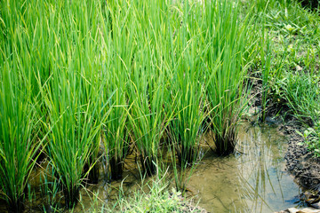 Fototapeta premium Green rice of Thai Jasmine Rice plant Asian agriculture industry background.