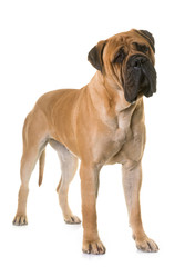 Obraz premium puppy bull mastiff