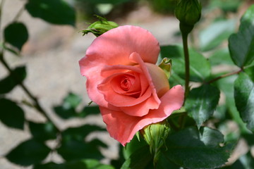 ５月に咲く薔薇