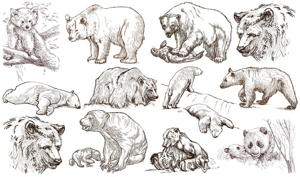 Animals around the World. Bears. An hand drawn full sized pack. Line art.