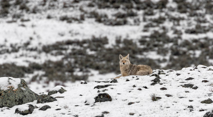 Fototapeta premium Coyote