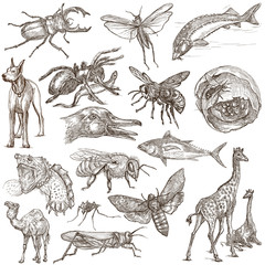 Animals around the World - An hand drawn full sized pack. Hand drawings. Line art.