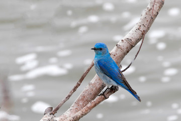 Mountain Blue Bird