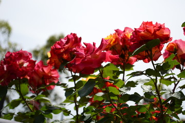 ５月に咲く薔薇