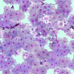 seamless pattern of cherry blossom, sakura