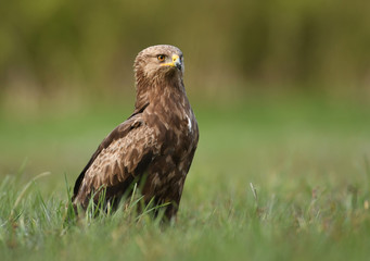 Lesser spotted eagle (Clanga pomarina)