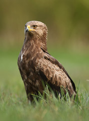 Lesser spotted eagle (Clanga pomarina)