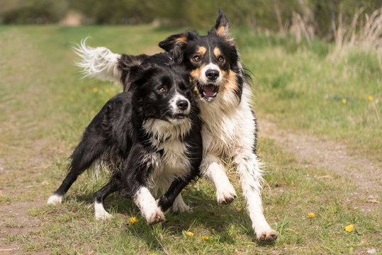 Zwei Hunde rennen und spielen - Border Collie