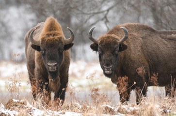 European bison (Bison bonasus)