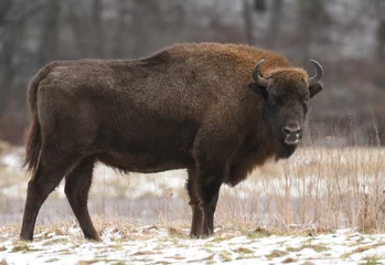 Fotobehang European bison (Bison bonasus) © Piotr Krzeslak
