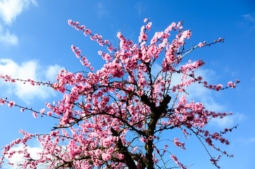 Beautiful cherry blossom in springtime under cloud blue sky in Seattle, Washington, US.  Sakura cherry blossom season in a sunny day at the North West America. Nature, seasonal and travel background.