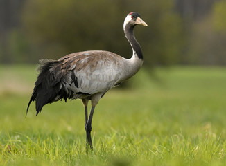 Common crane (Grus grus)
