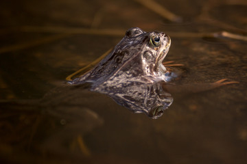 Common frog at breeding season during spring, head over water with reflections in warm afternoon...