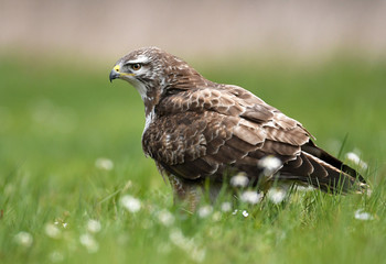 Common buzzard (Buteo buteo)