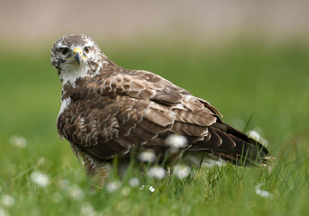 Common buzzard (Buteo buteo)