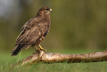 Common buzzard (Buteo buteo)