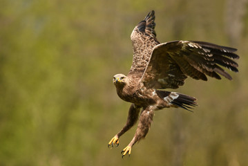 Lesser spotted eagle (Clanga pomarina)