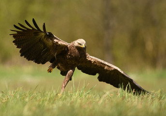 Lesser spotted eagle (Clanga pomarina)