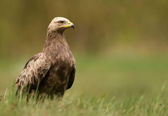 Lesser spotted eagle (Clanga pomarina)
