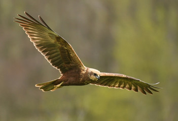 Marsh harrier (Circus aeruginosus)