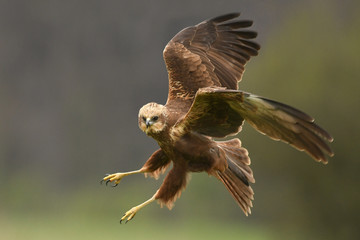 Marsh harrier (Circus aeruginosus)
