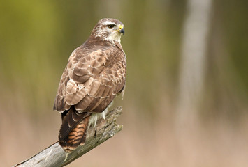 Common buzzard (Buteo buteo)