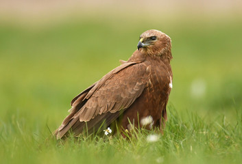 Marsh harrier (Circus aeruginosus)