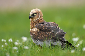 Marsh harrier (Circus aeruginosus)