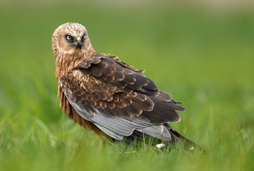 Marsh harrier (Circus aeruginosus)