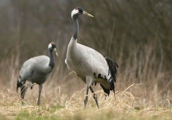 Common crane (Grus grus)